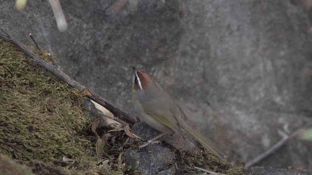 Rufous-capped Warbler - ML626736849