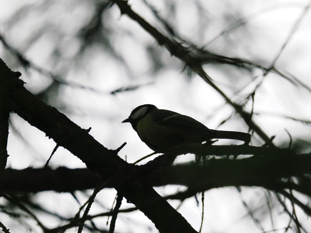 Great Tit (Great) - ML626736850