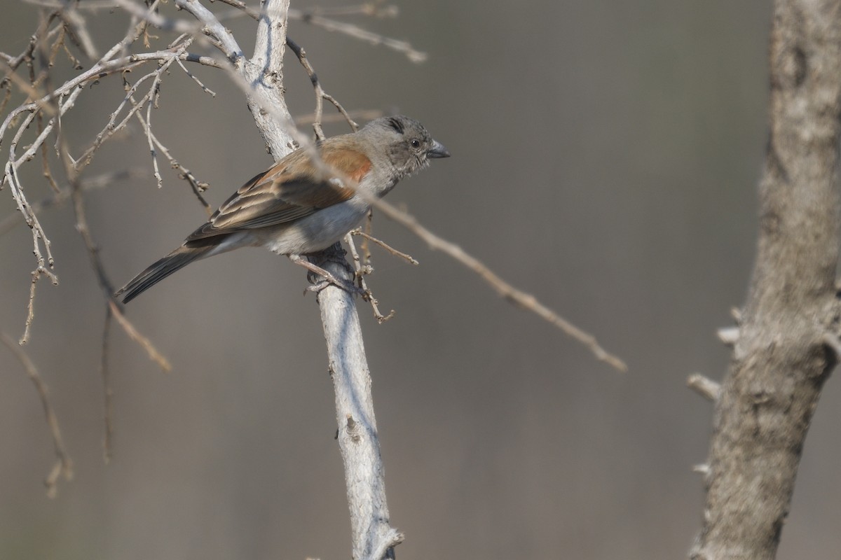 Southern Gray-headed Sparrow - ML626736915