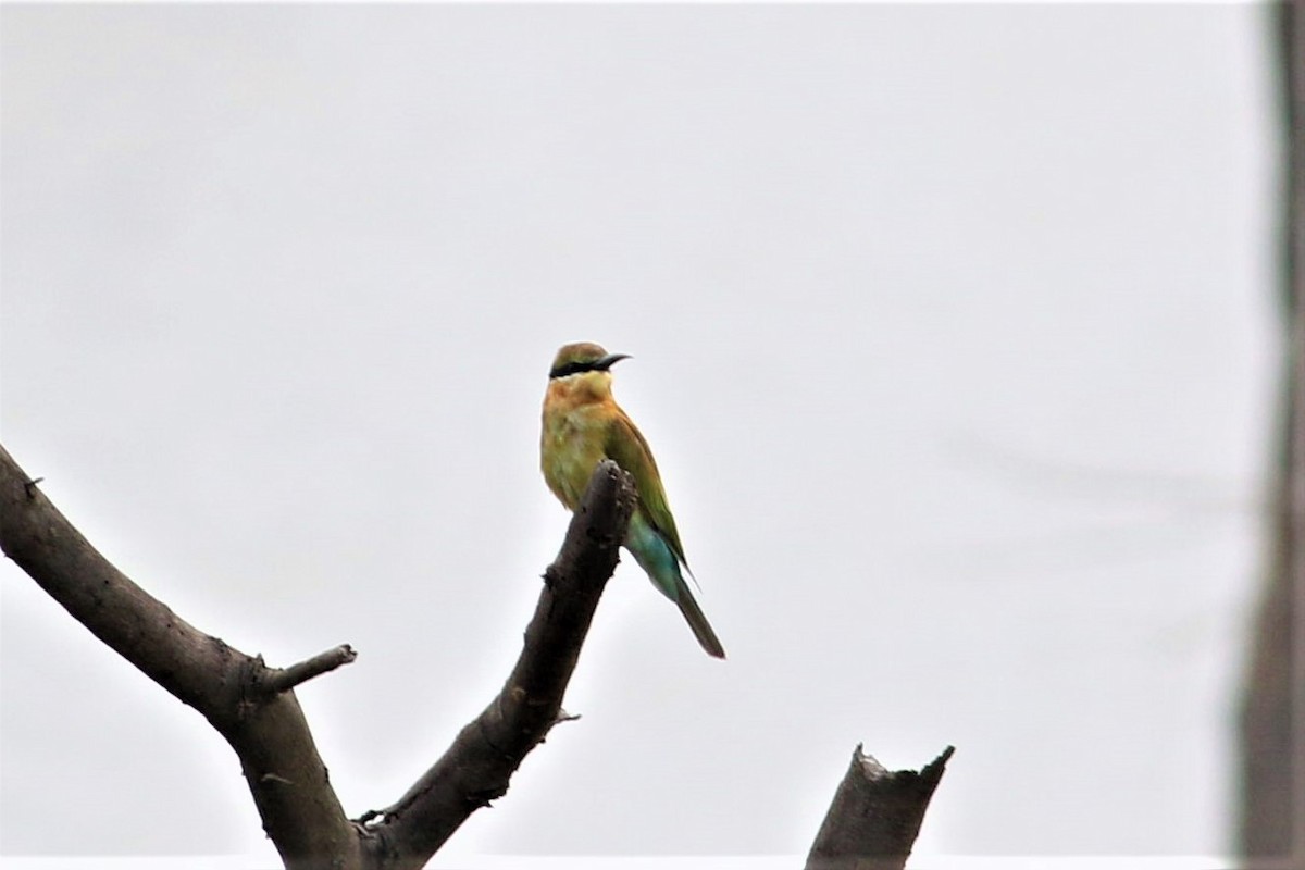 Blue-tailed Bee-eater - ML626736988