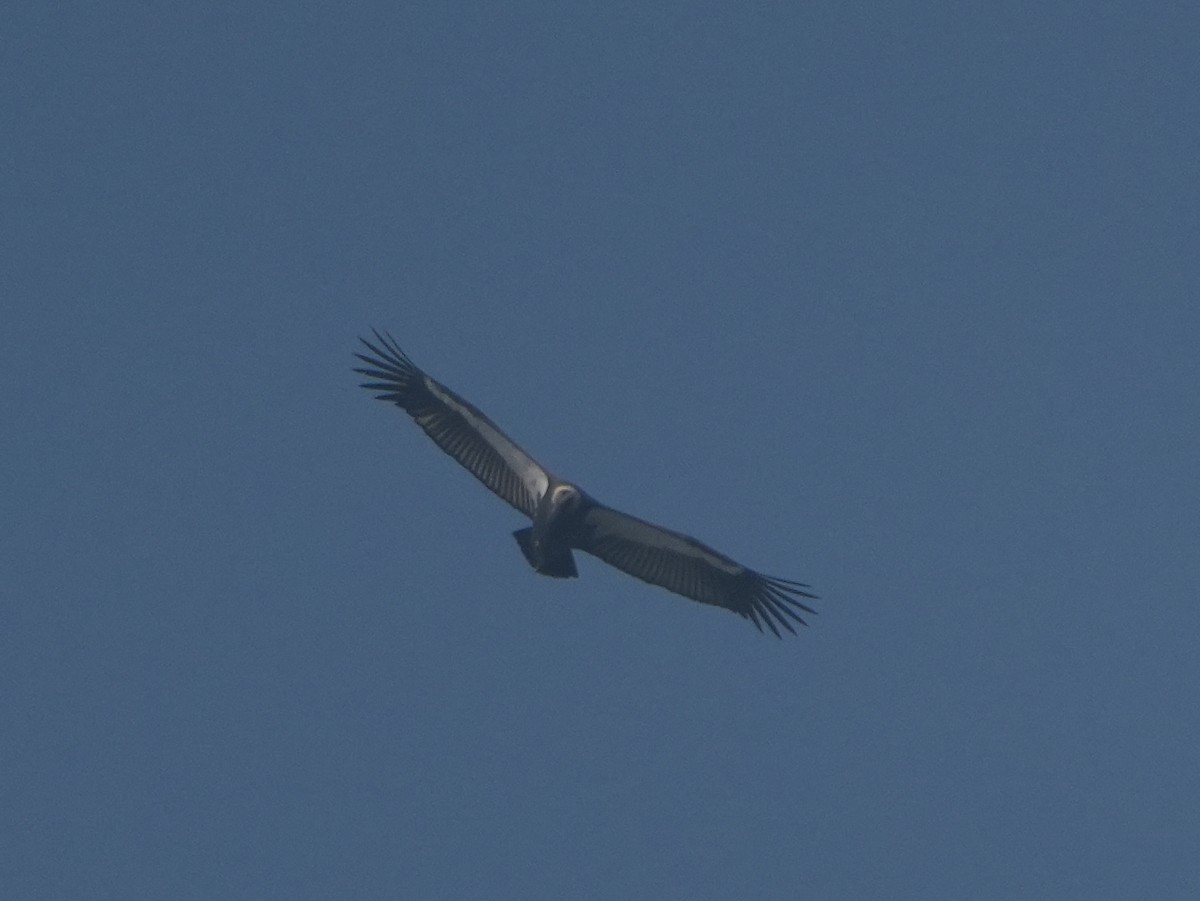 Сип бенгальський - ML626737168