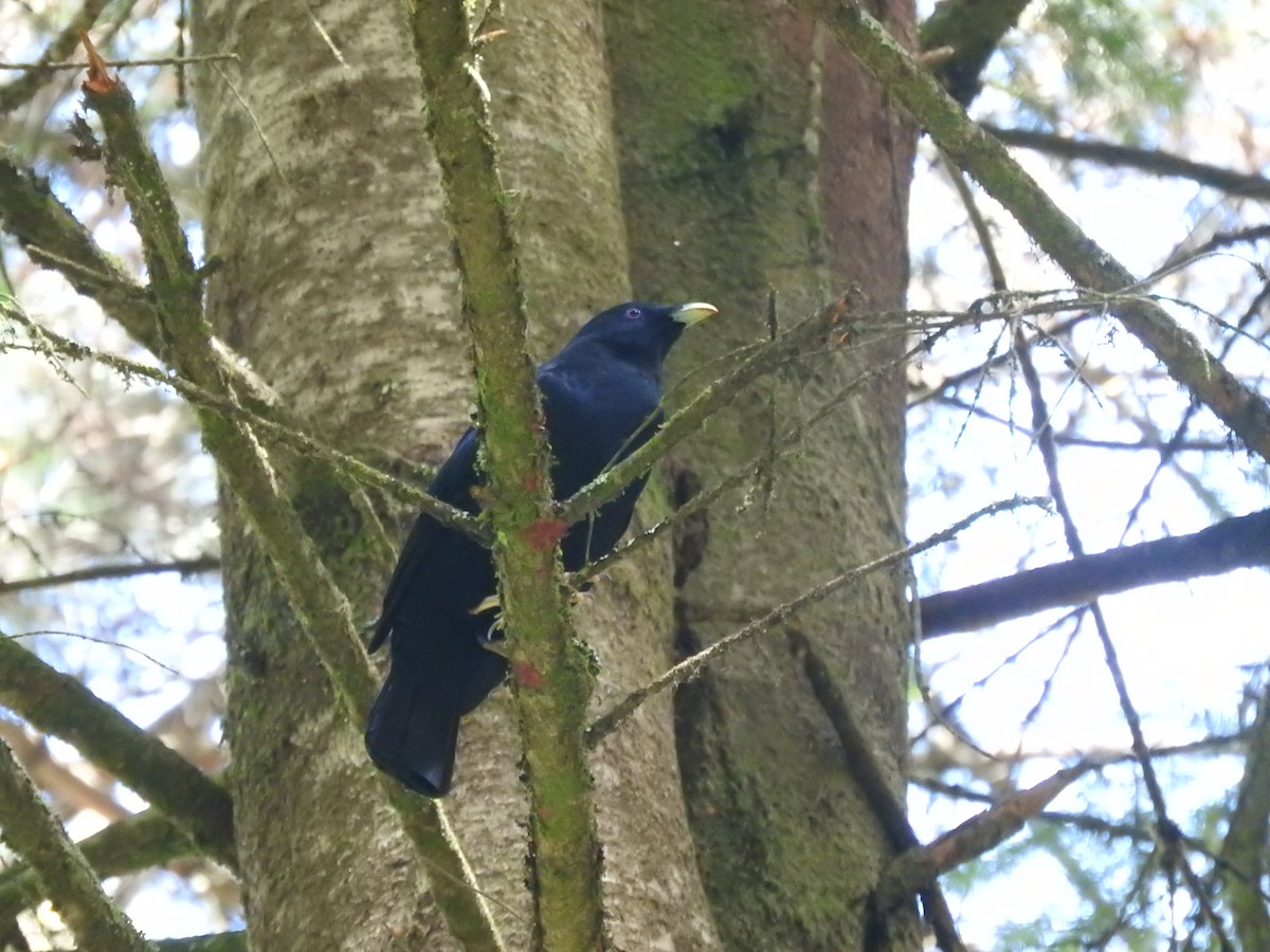 Satin Bowerbird - ML626737579