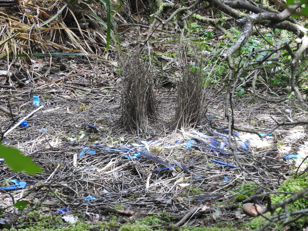 Satin Bowerbird - ML626737580