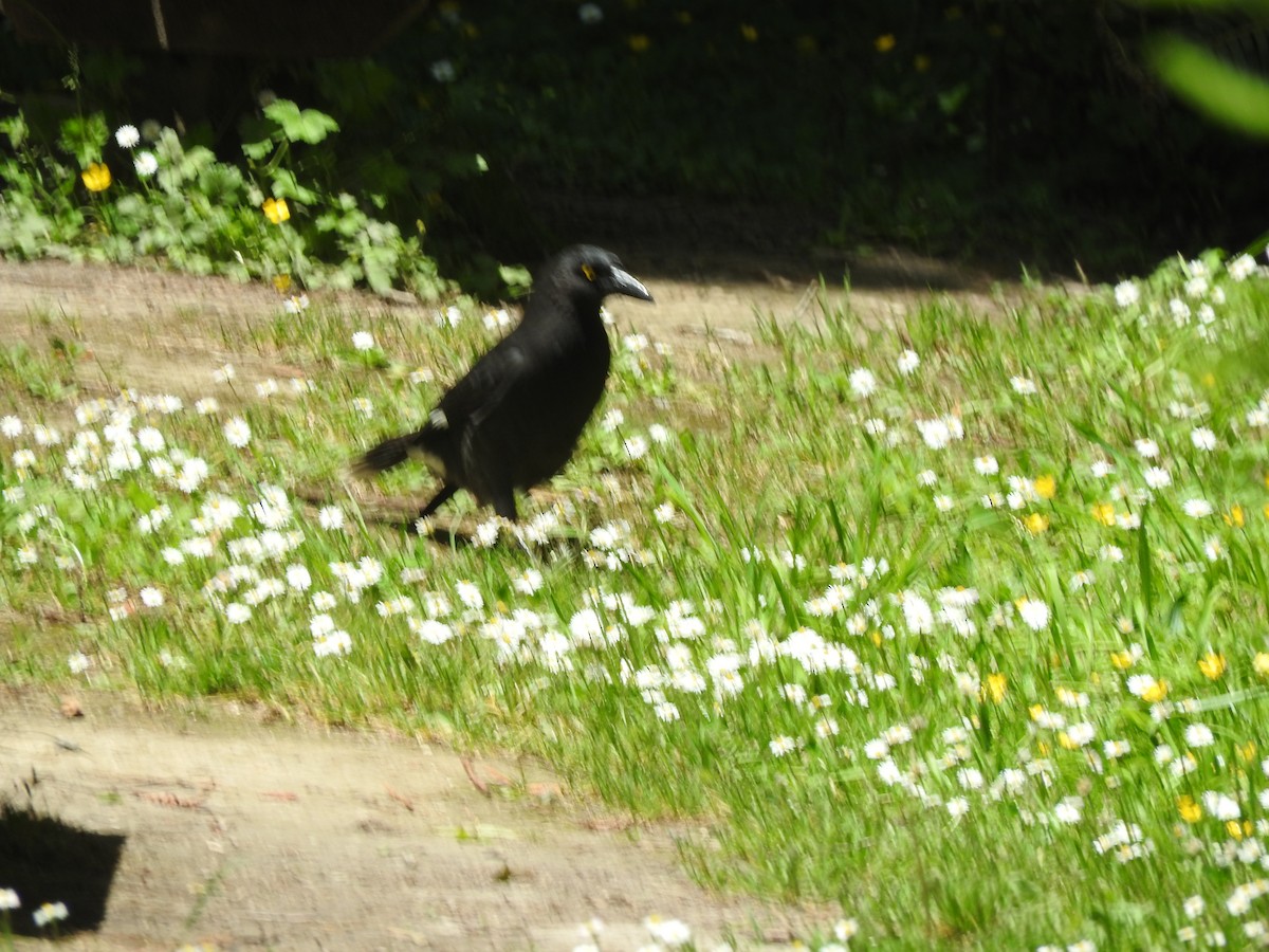 Pied Currawong - ML626737635