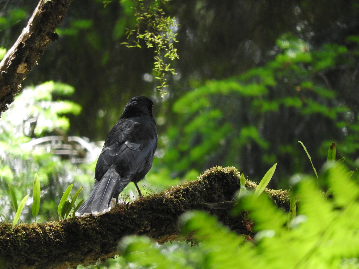 Pied Currawong - ML626737636