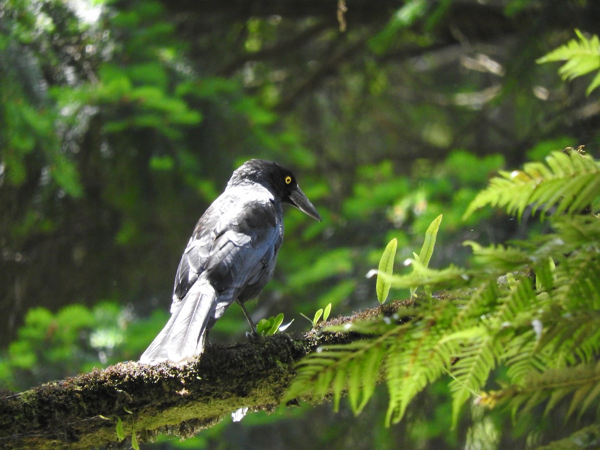 Pied Currawong - ML626737637