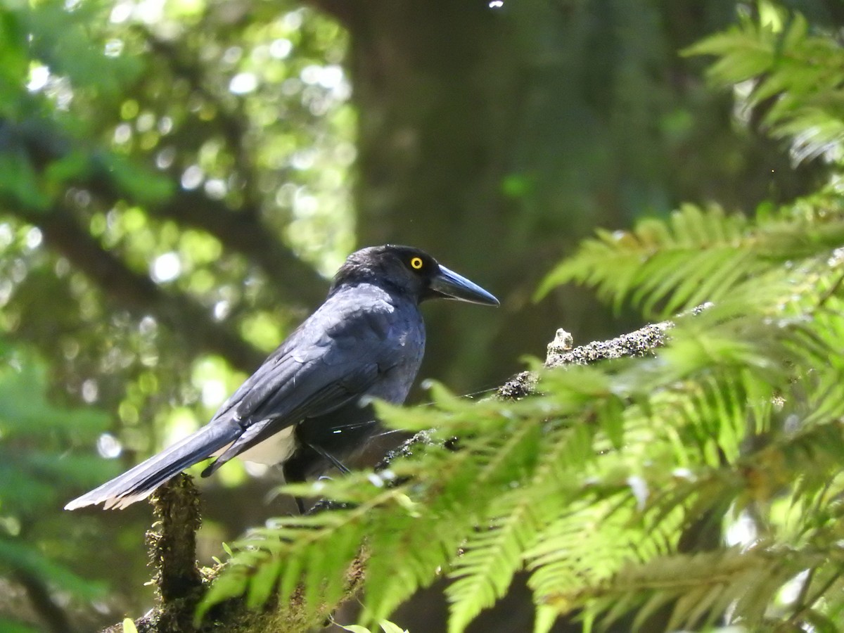 Pied Currawong - ML626737638