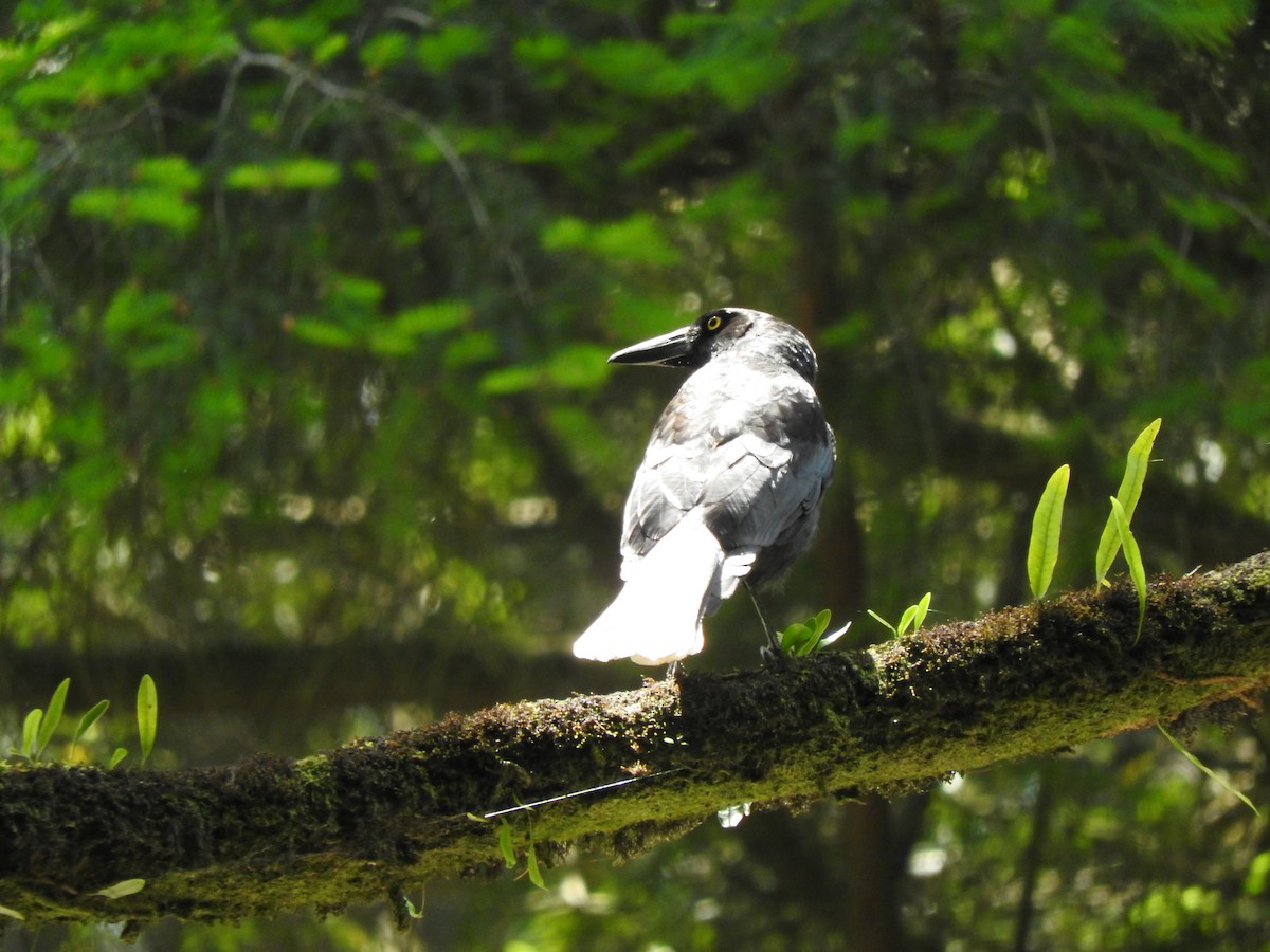 Pied Currawong - ML626737639