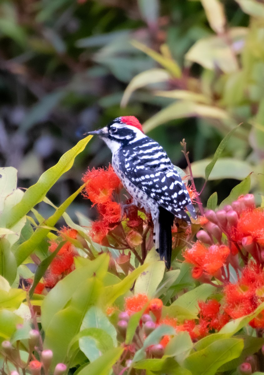 Nuttall's Woodpecker - ML626737667