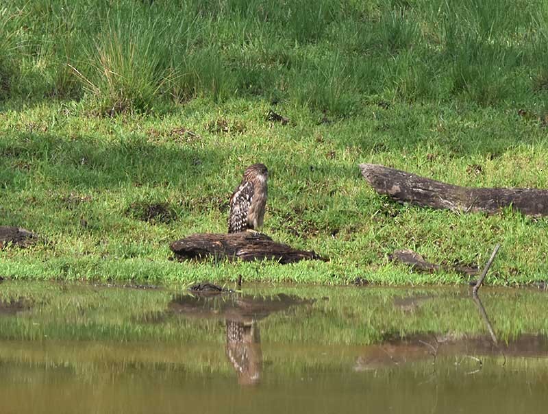 Brown Fish-Owl - ML626737684