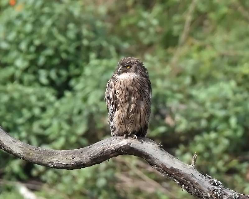 Brown Fish-Owl - ML626737685