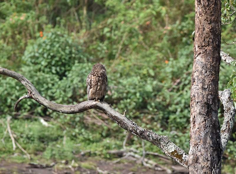 Brown Fish-Owl - ML626737686