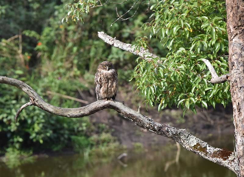 Brown Fish-Owl - ML626737687