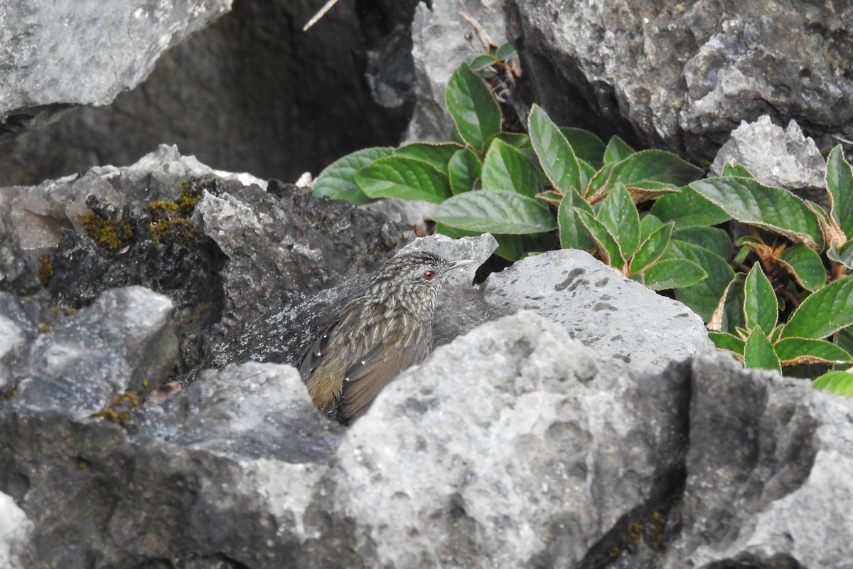 Annam Limestone Babbler - ML626737874