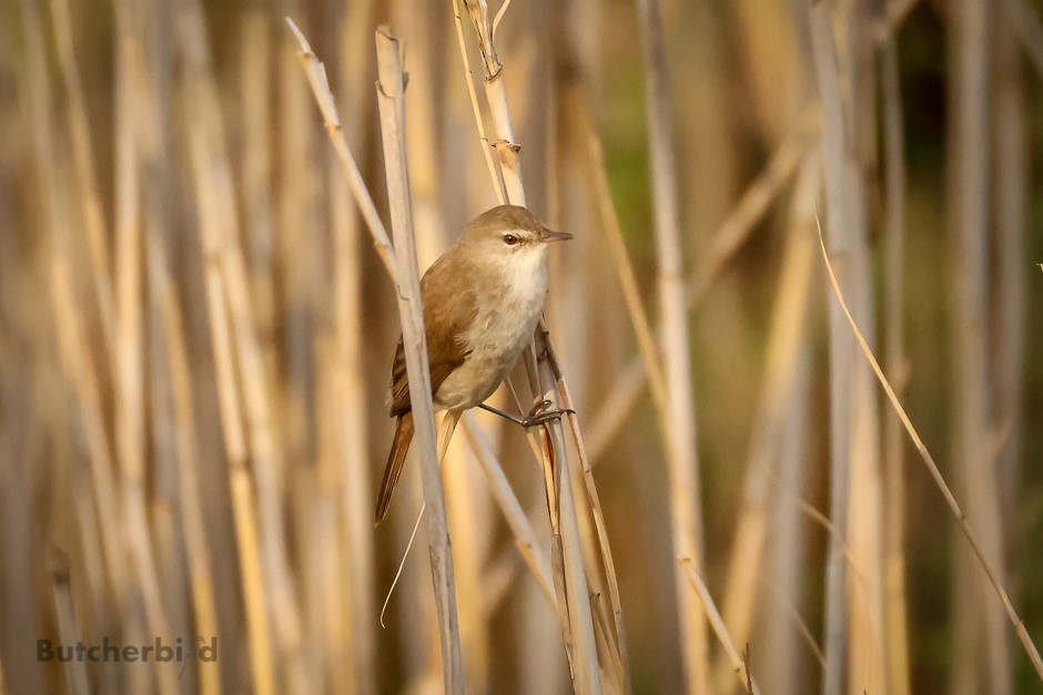 Lesser Swamp Warbler - ML626738036