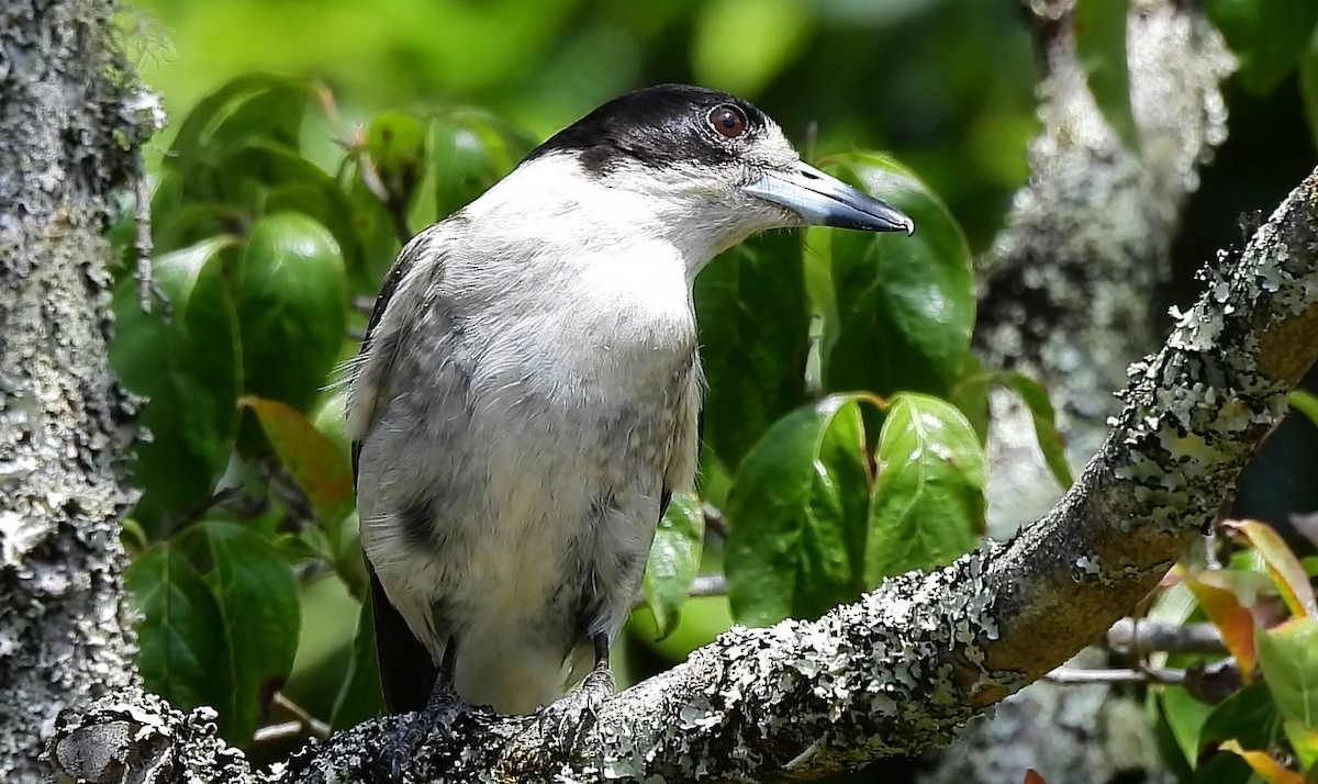 Gray Butcherbird - ML626738137