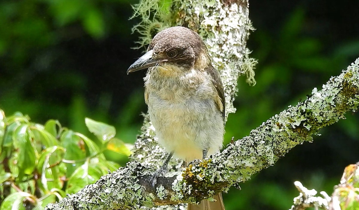 Gray Butcherbird - ML626738142