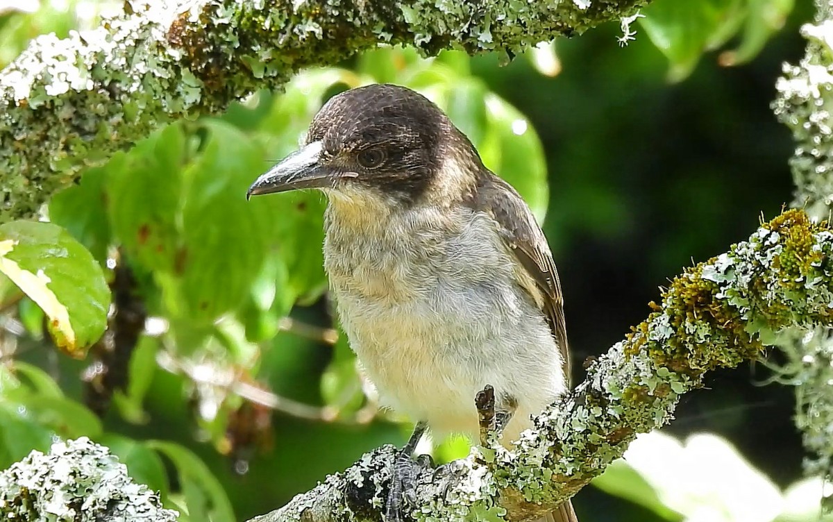 Gray Butcherbird - ML626738148