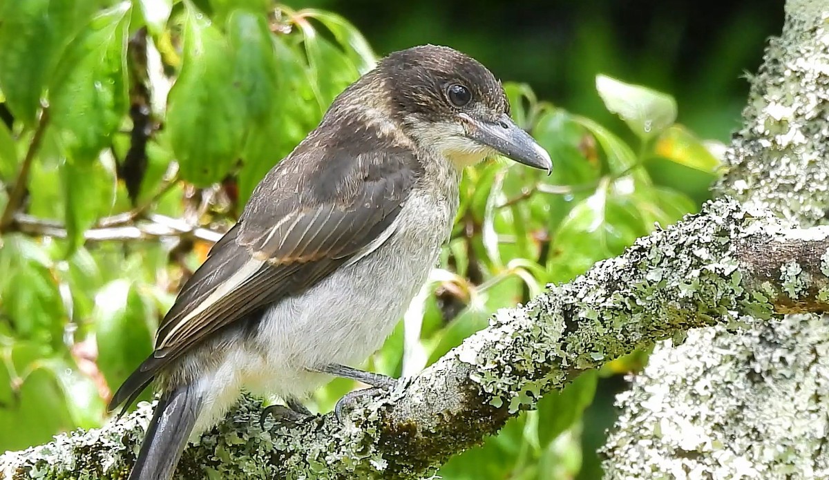 Gray Butcherbird - ML626738151