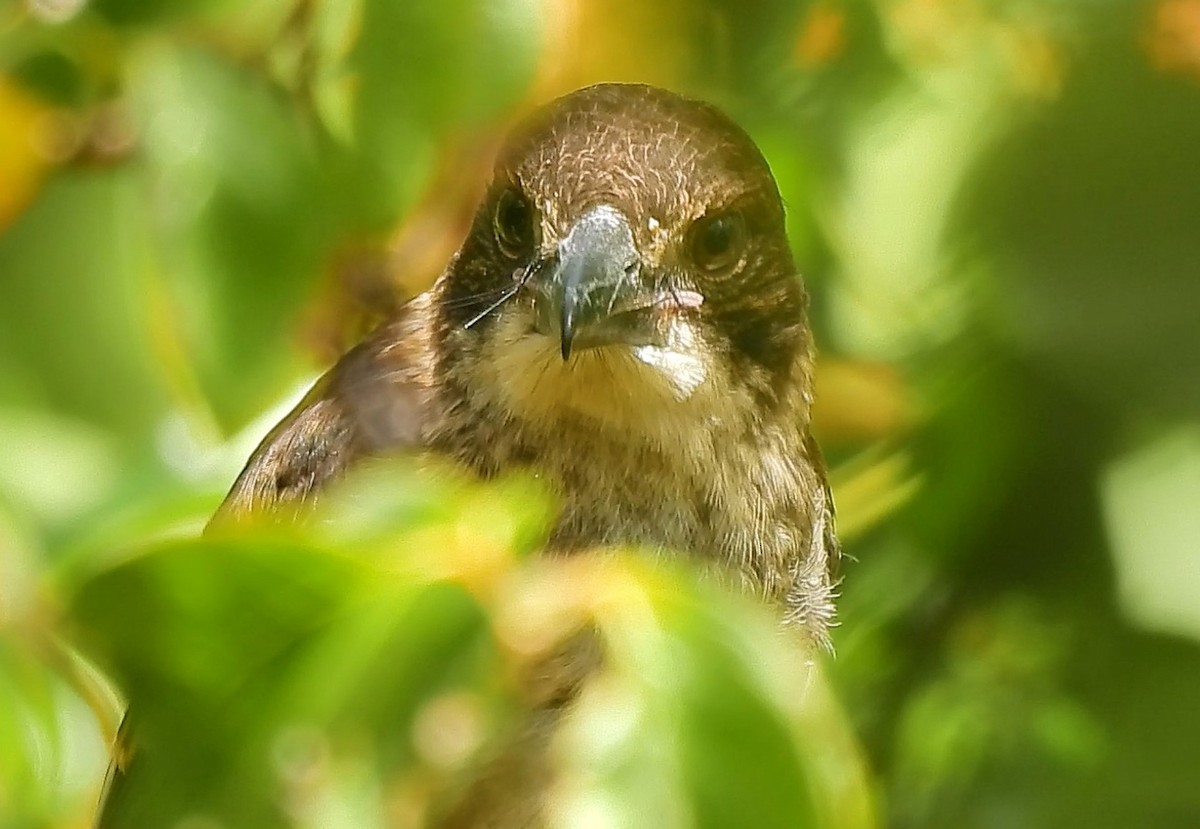 Gray Butcherbird - ML626738153