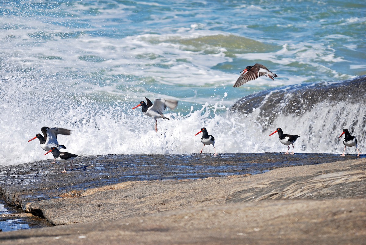 American Oystercatcher - ML62673821