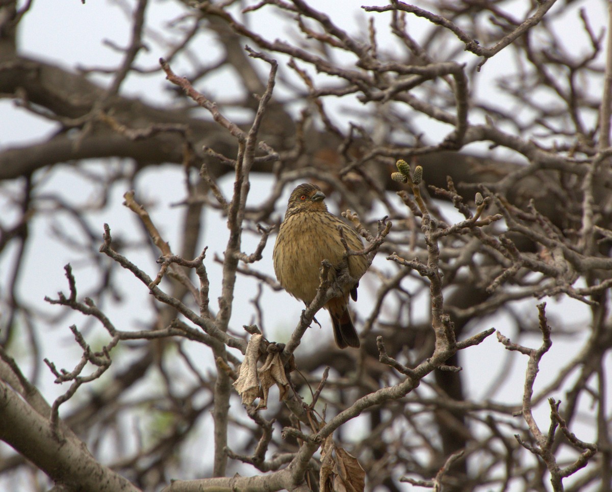 Rufous-tailed Plantcutter - ML626738259
