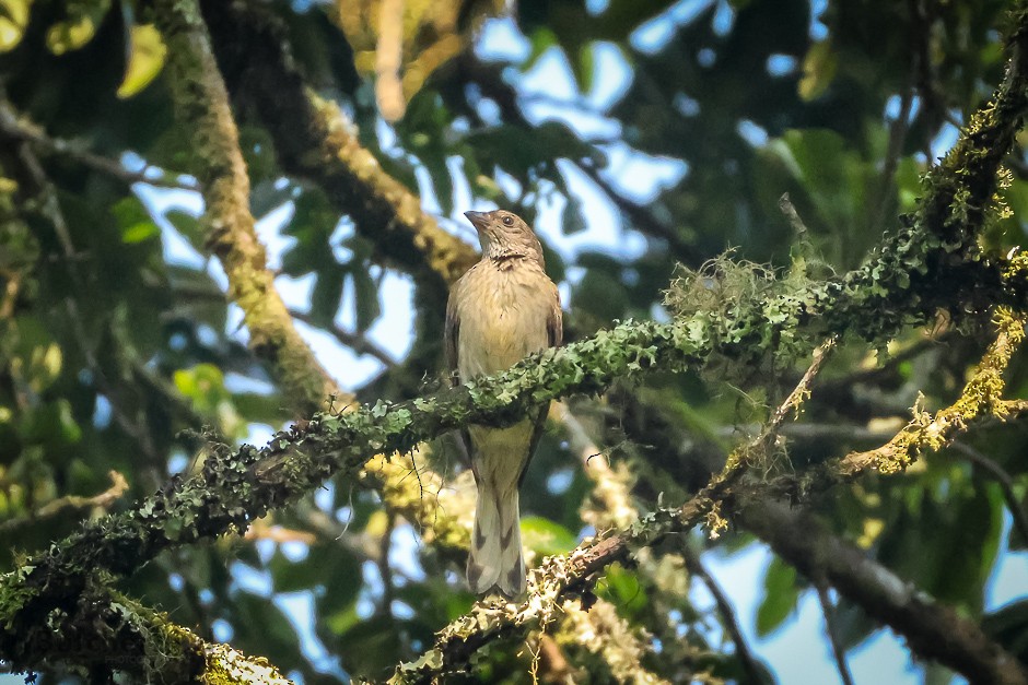 Scaly-throated Honeyguide - ML626738286