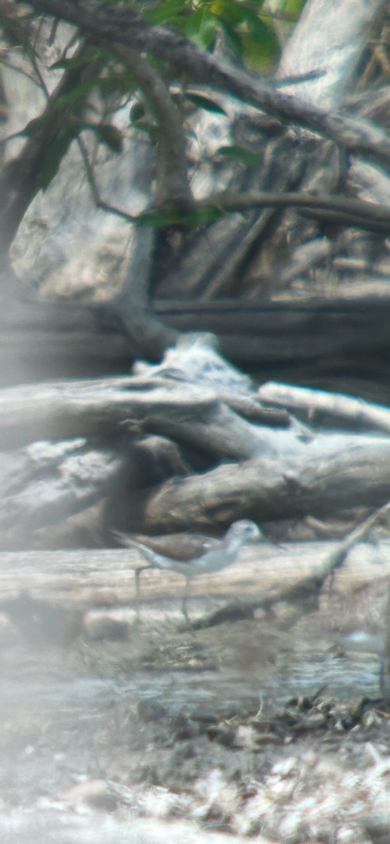 Marsh Sandpiper - ML626738298