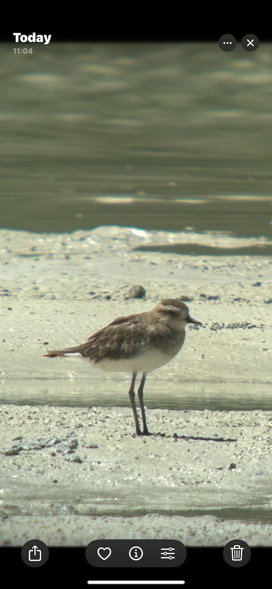 Caspian Plover - ML626738330