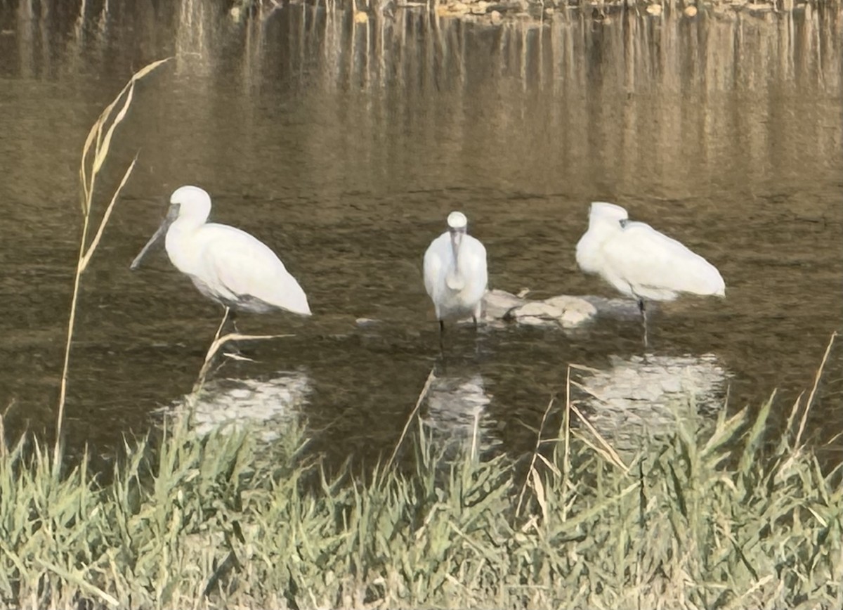 Black-faced Spoonbill - ML626738366