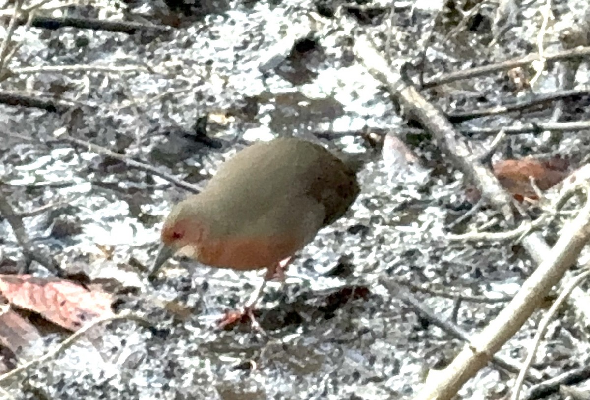 Ruddy-breasted Crake - ML626738371