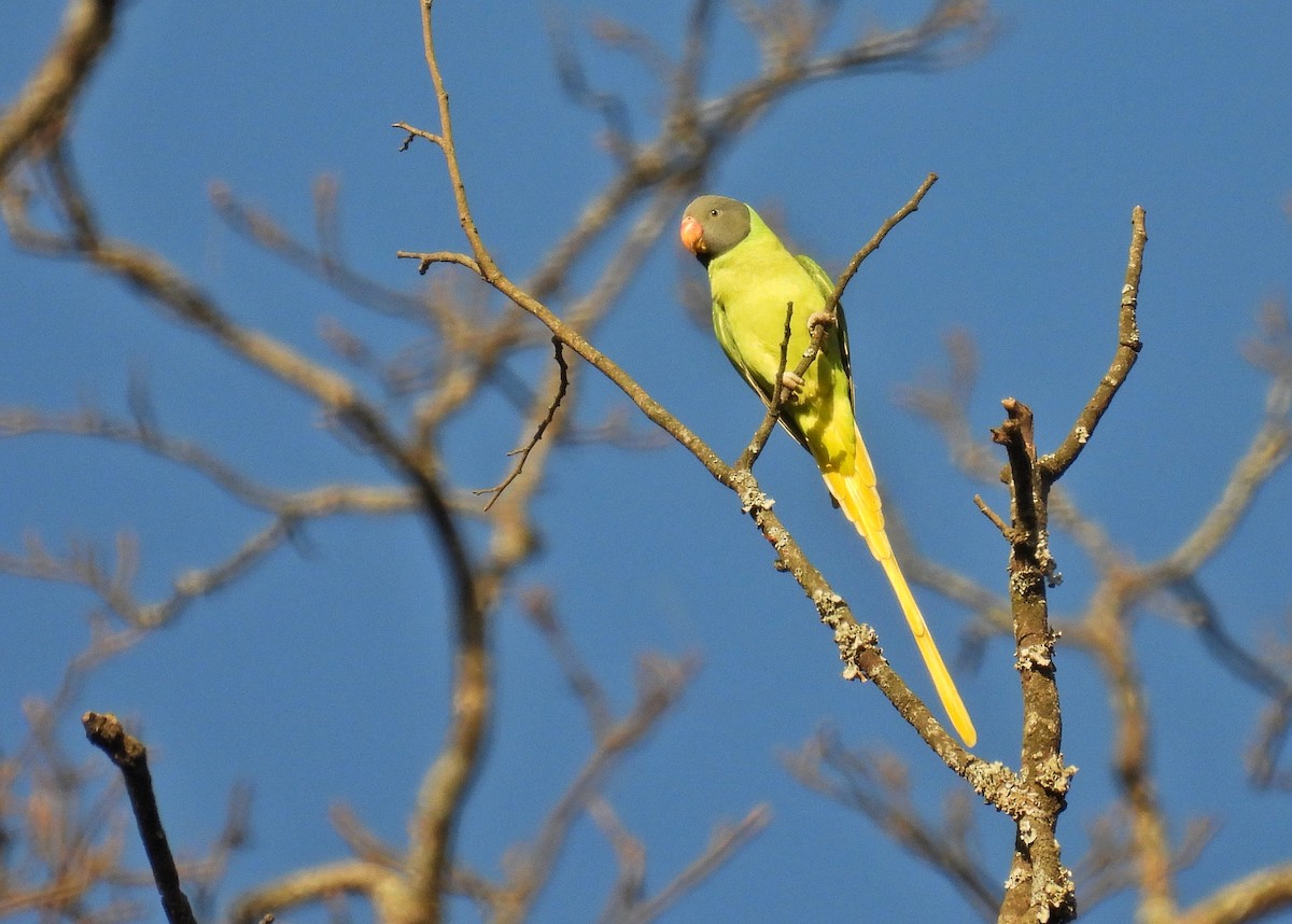 Slaty-headed Parakeet - ML626738779