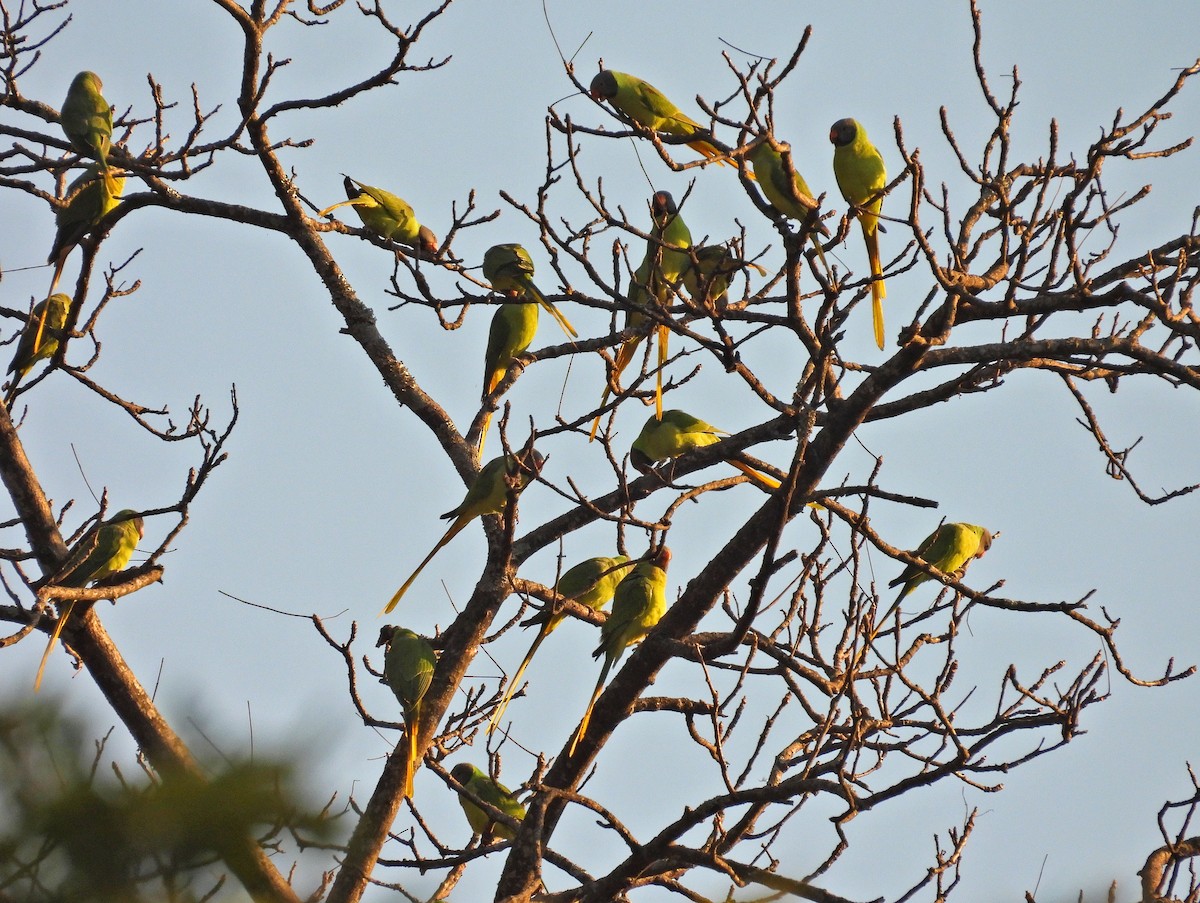 Slaty-headed Parakeet - ML626738781