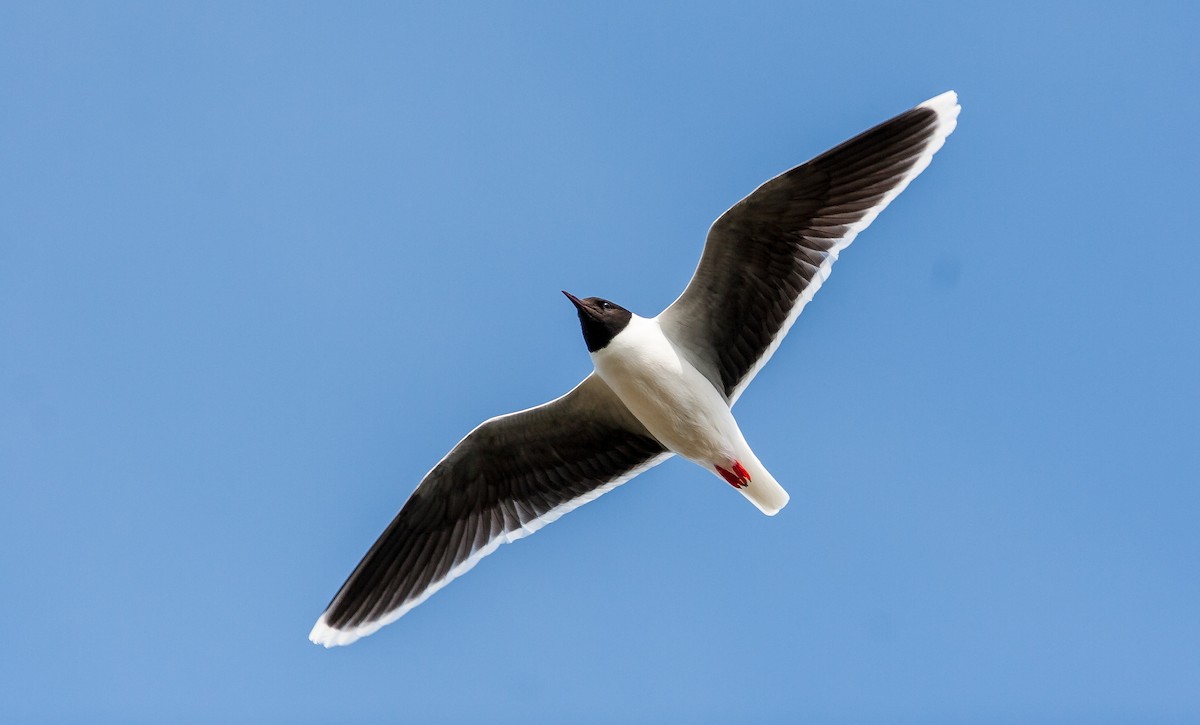 Gaviota Enana - ML626738985