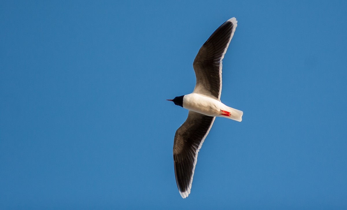 Gaviota Enana - ML626739021