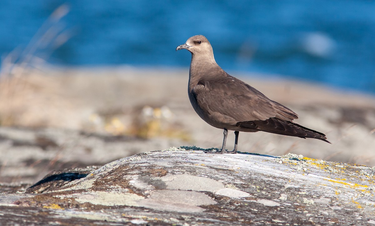 Parasitic Jaeger - ML626739065