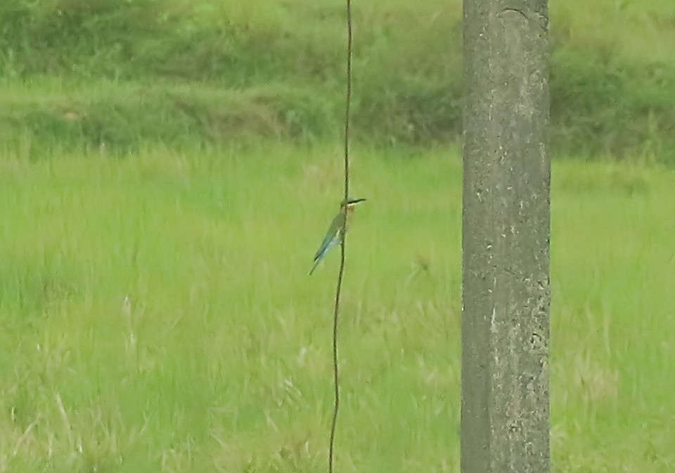 Blue-tailed Bee-eater - ML626739390