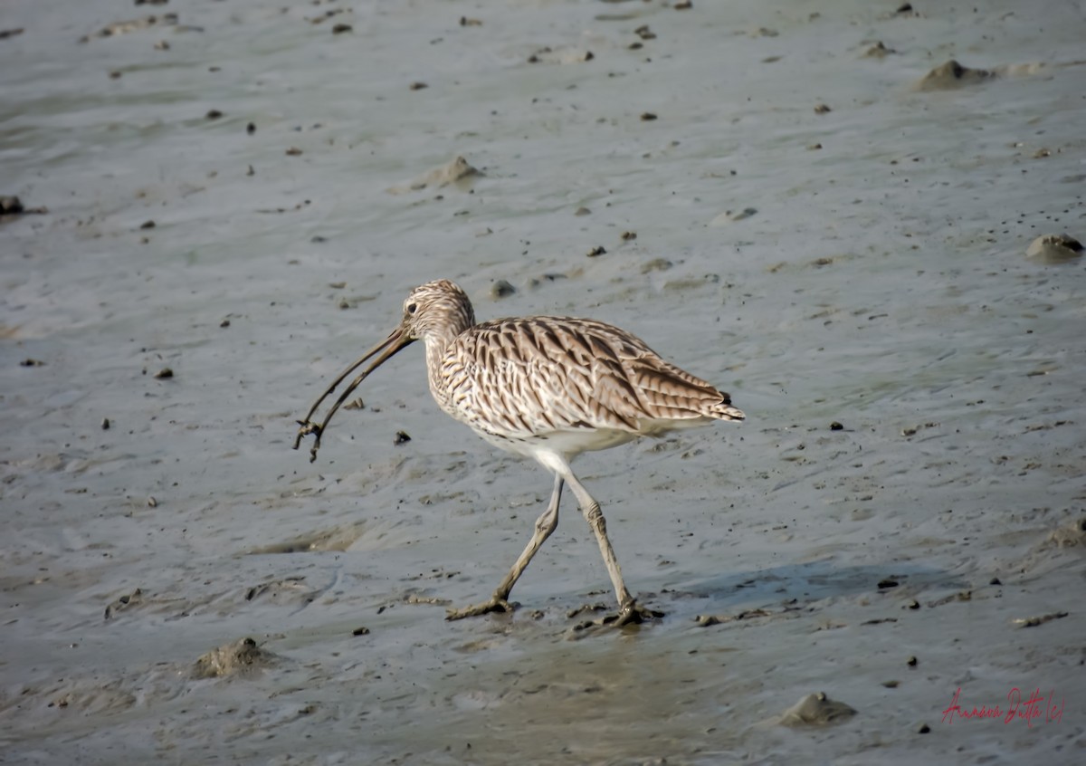 Eurasian Curlew - ML626739395