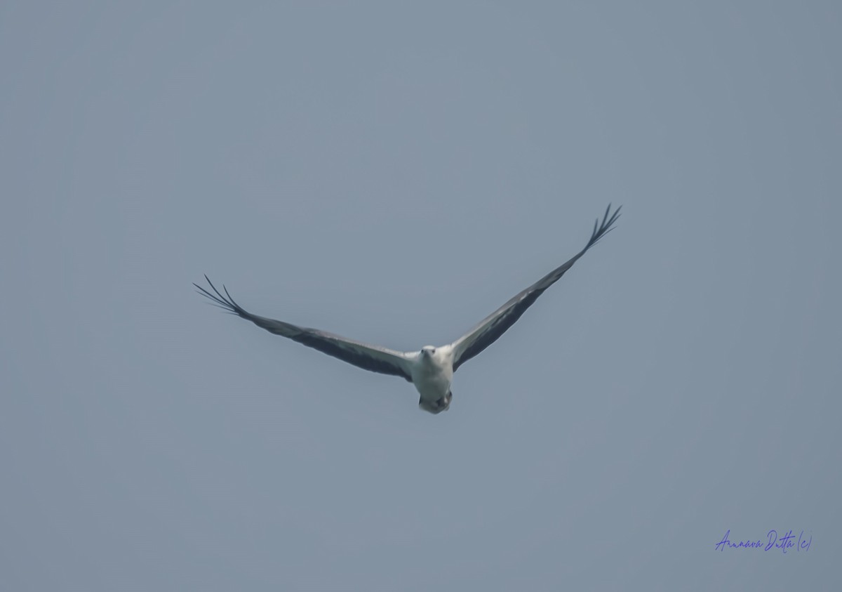 White-bellied Sea-Eagle - ML626739401