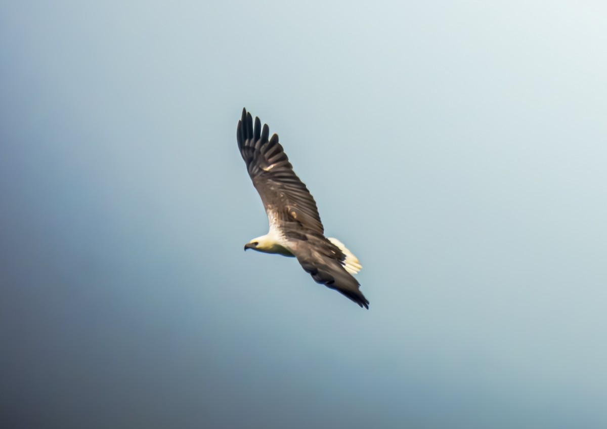 White-bellied Sea-Eagle - ML626739402