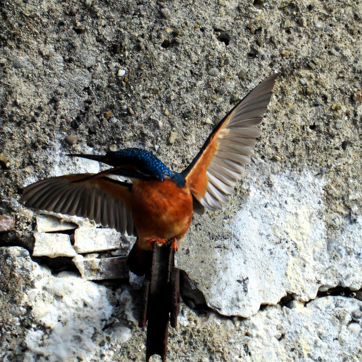 Номин шогшир - ML626739702