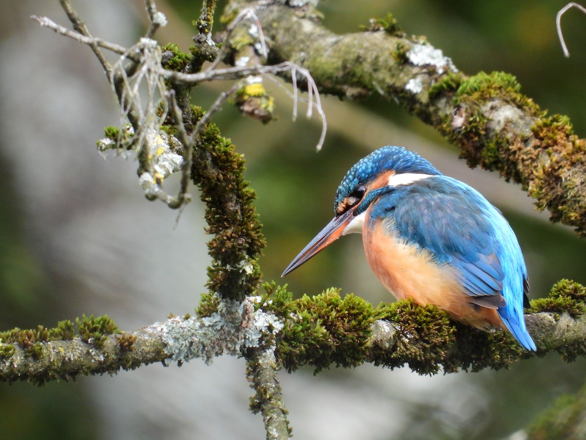 Номин шогшир - ML626739703