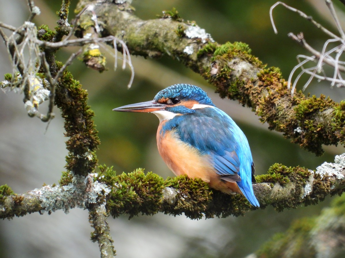 Номин шогшир - ML626739704