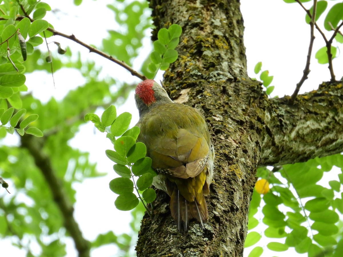 Eurasian Green Woodpecker - ML626739814