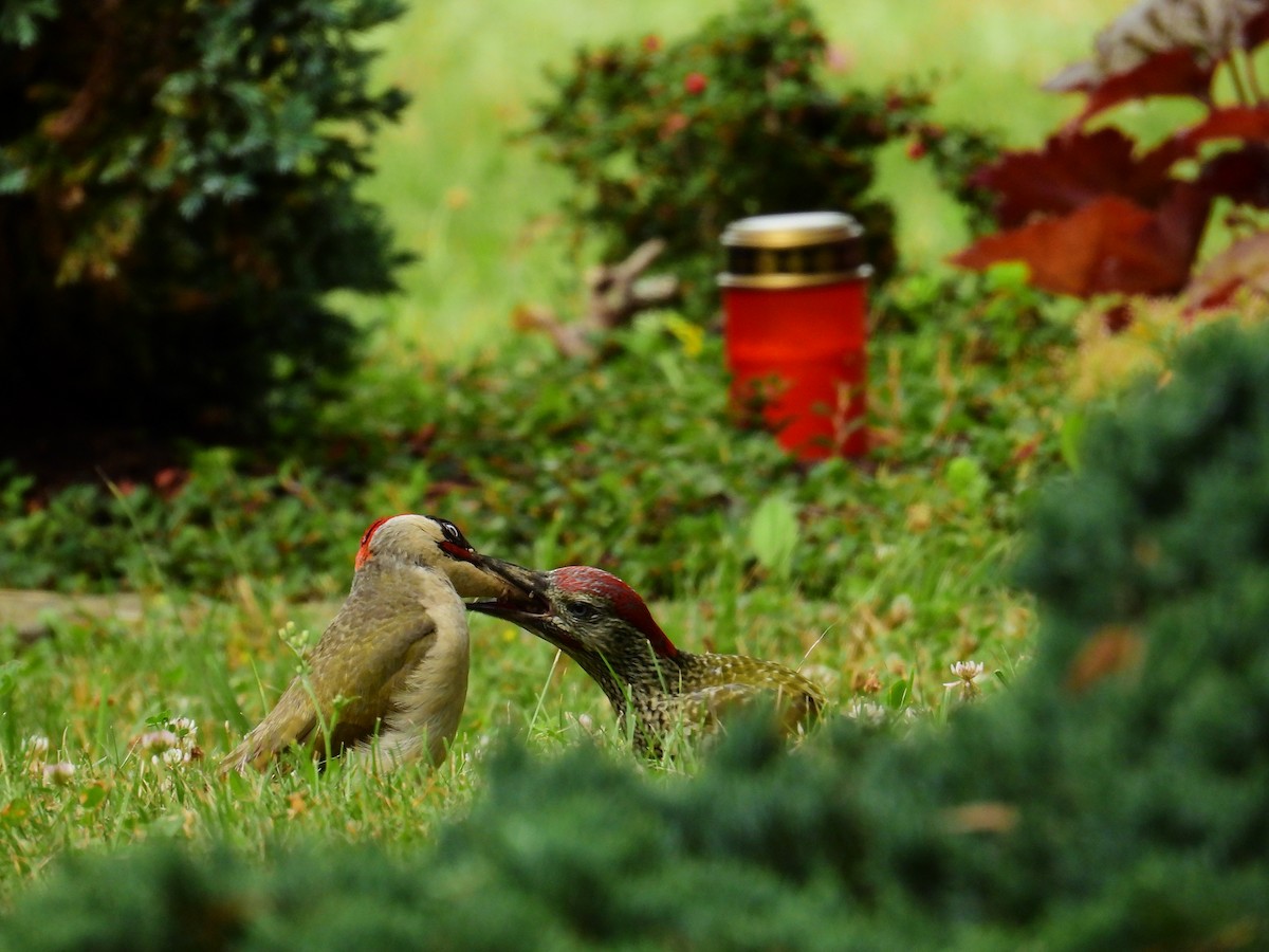 Eurasian Green Woodpecker - ML626739815
