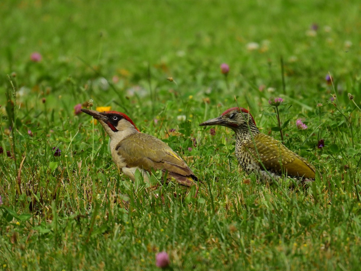Eurasian Green Woodpecker - ML626739816