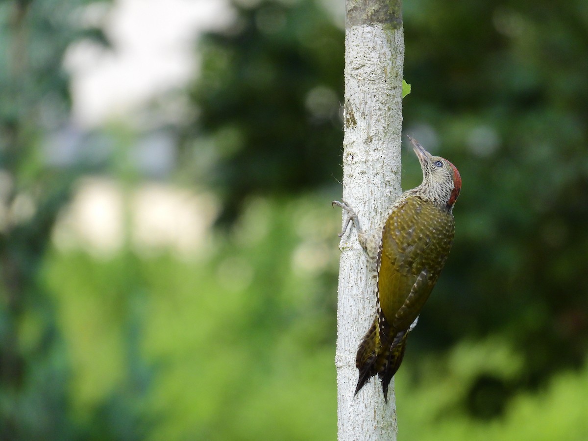 Eurasian Green Woodpecker - ML626739817