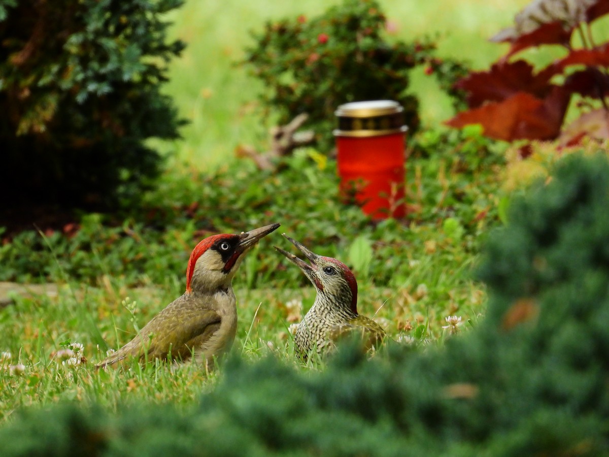 Eurasian Green Woodpecker - ML626739818