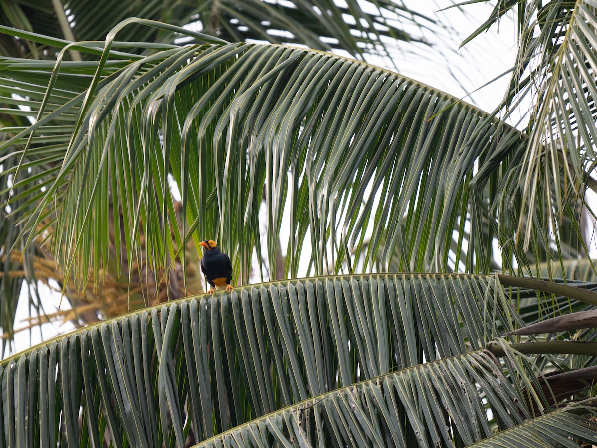 Yellow-faced Myna - ML626739862