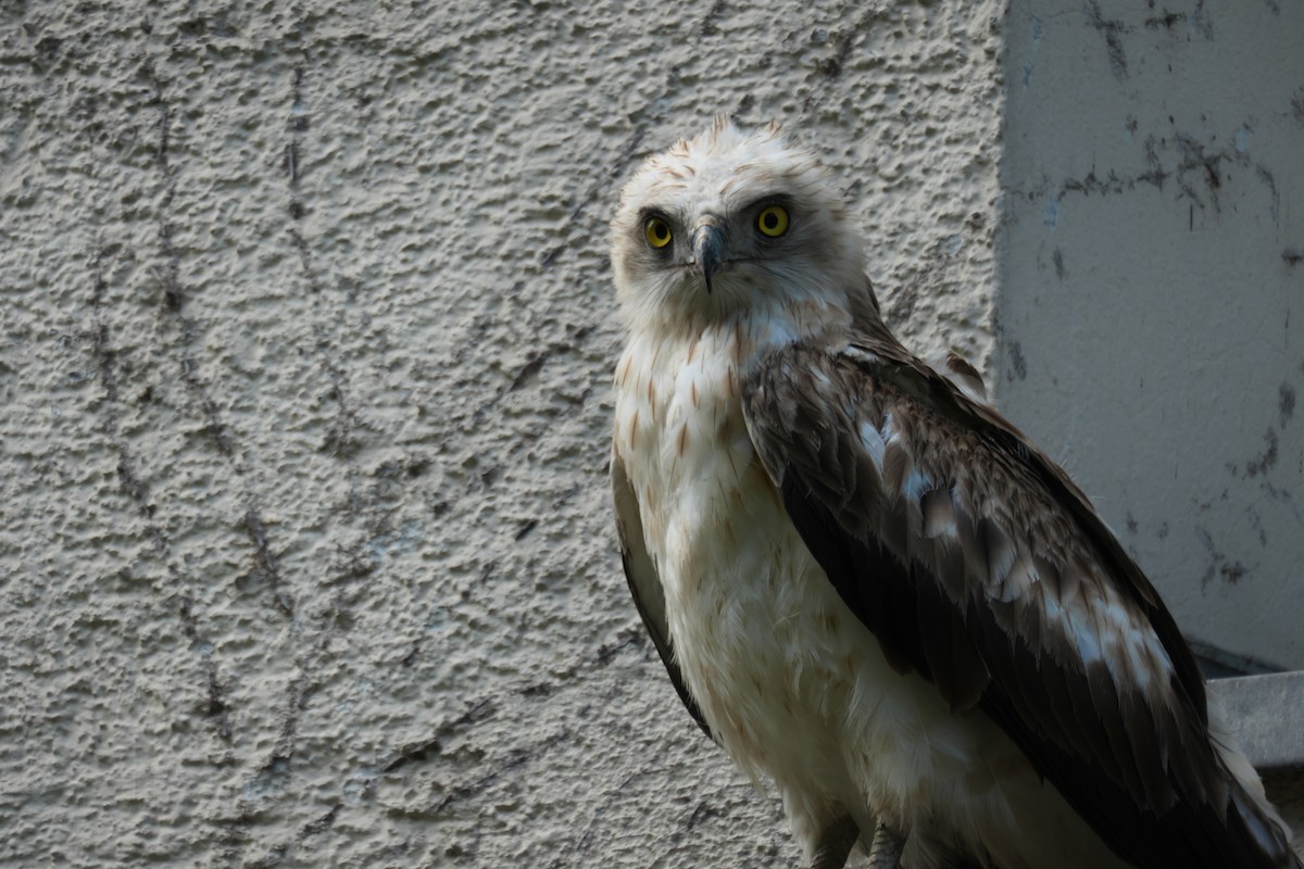 Загасч явлаг - ML626739911